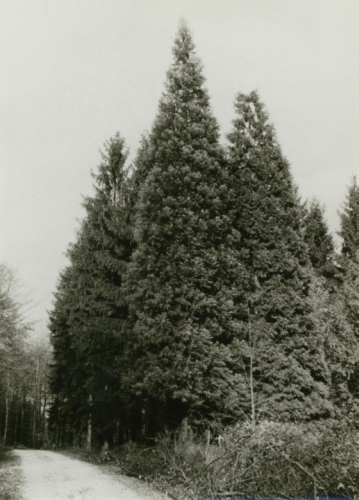 86_10_pflanzensch.jpg